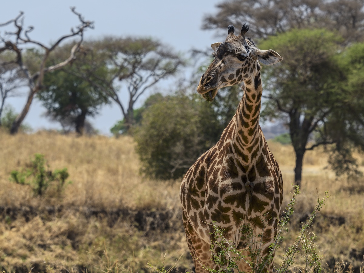 HDR photo from Tanzania