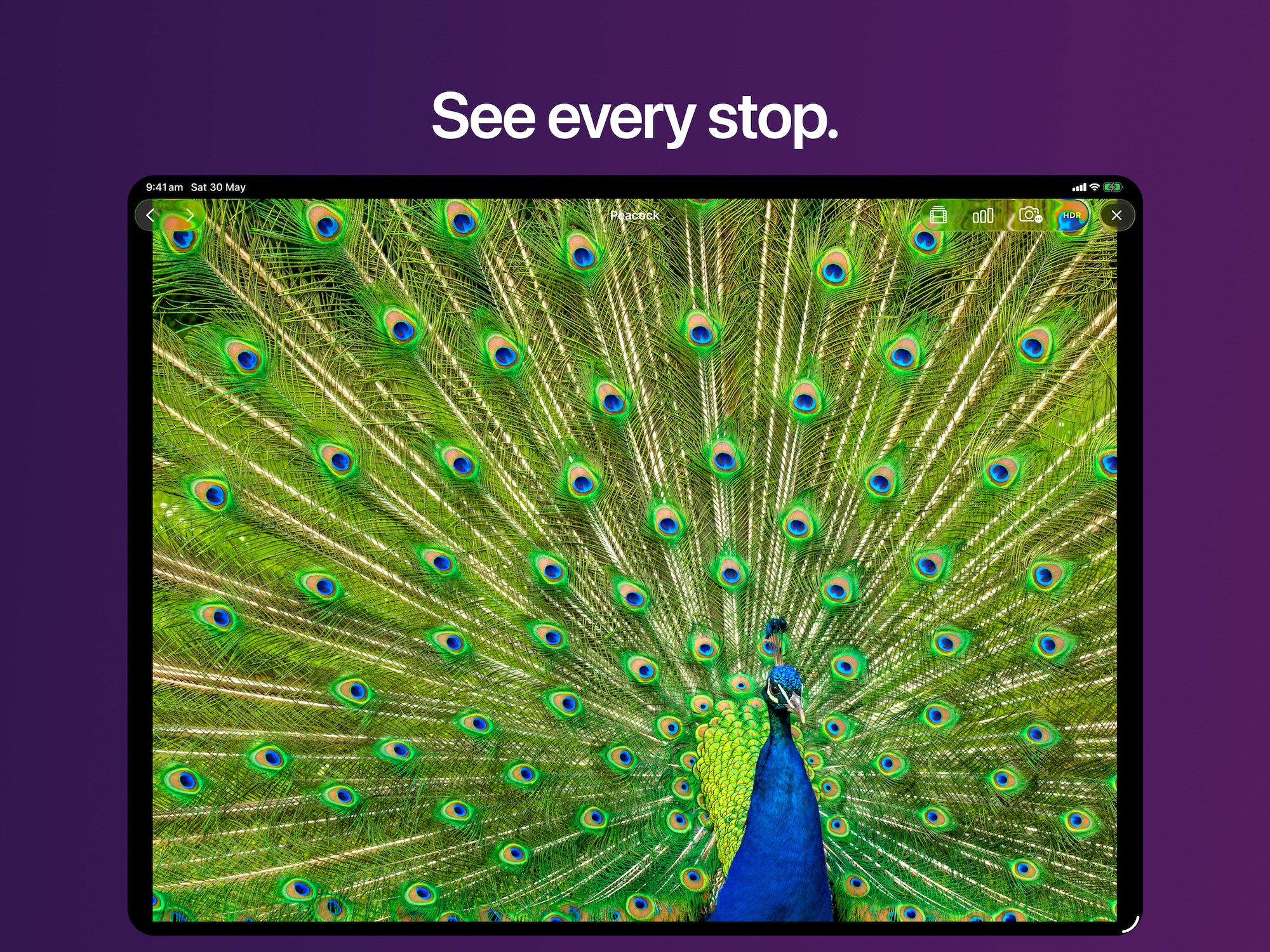 A vivid HDR peacock photo displayed in Nits