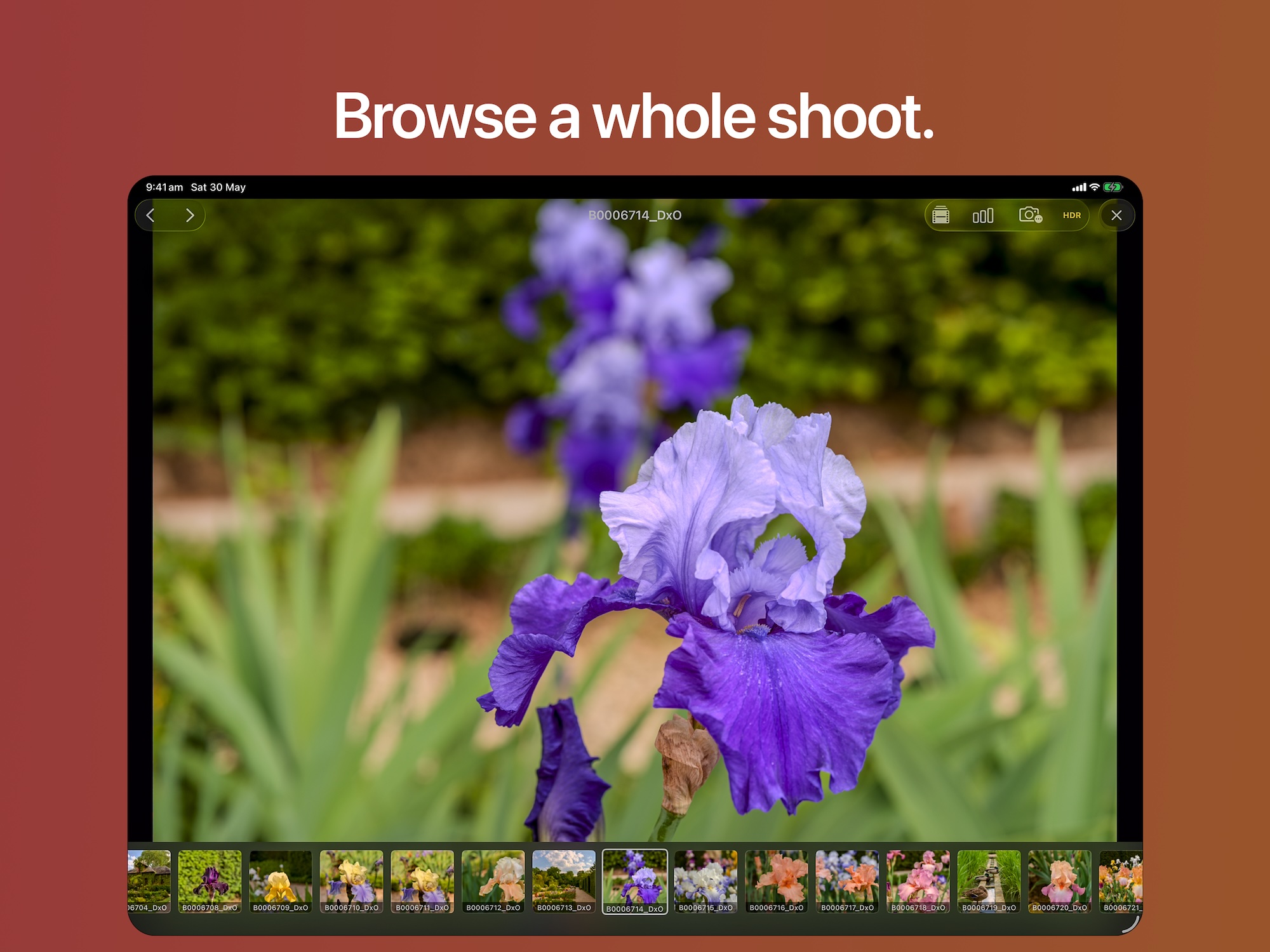 Filmstrip showing thumbnails of a flower shoot